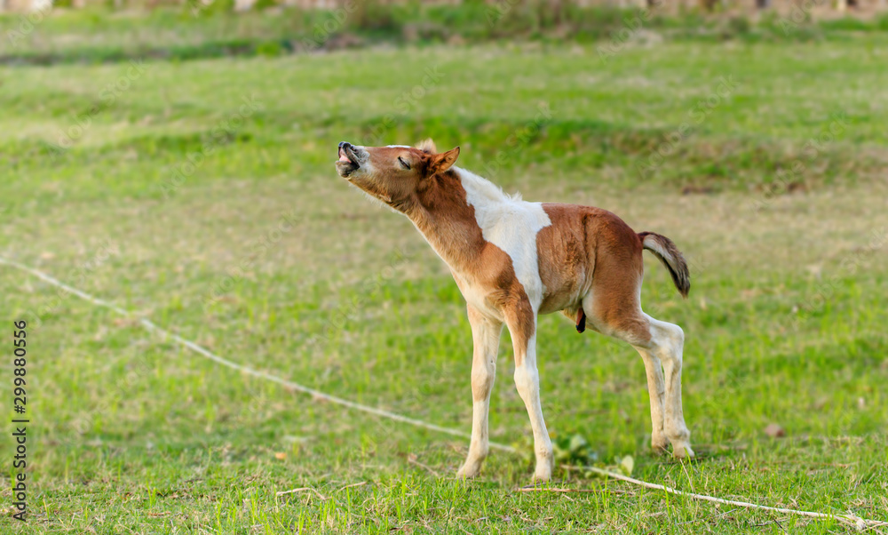 The baby male horse is smelling something.(Foal) The baby male horse is smelling something.(Foal)