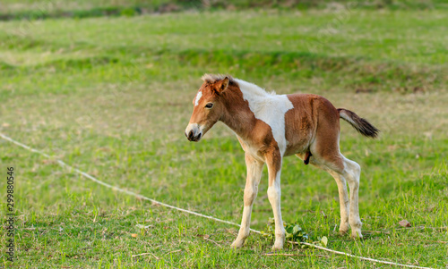 The baby male horse is smelling something.(Foal)