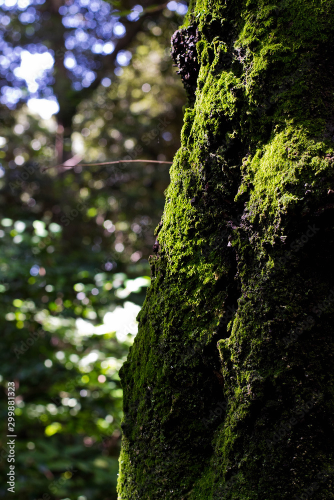 Obraz premium moss tree