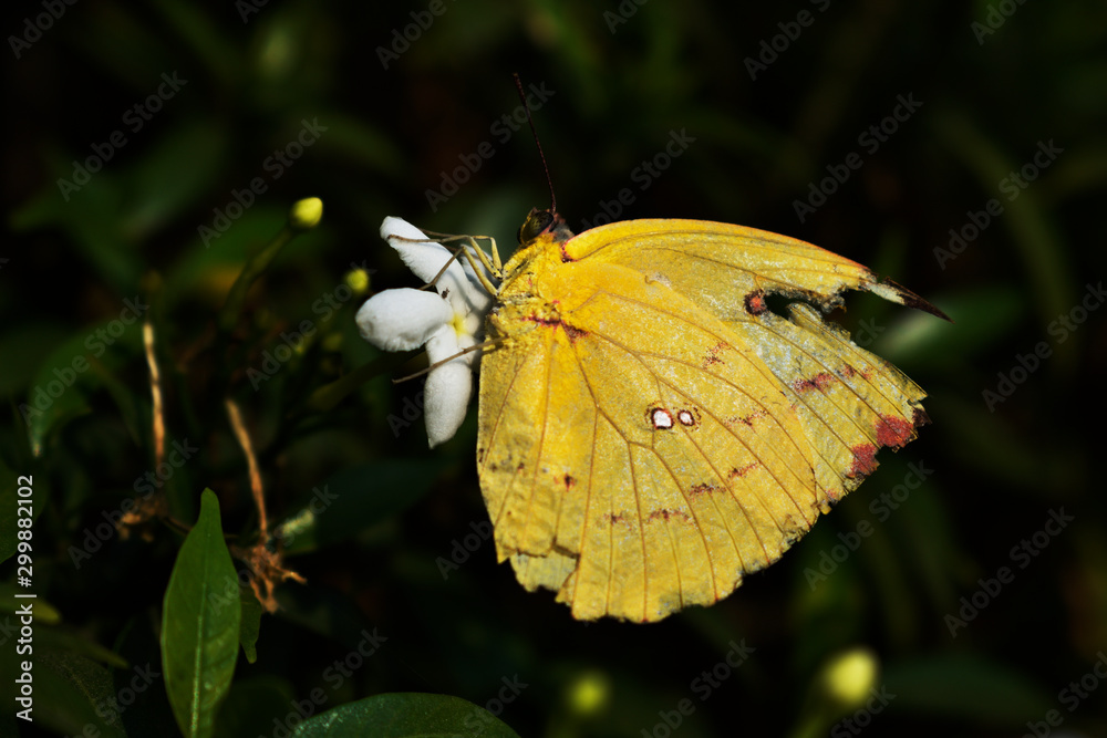 a yellow colored butterfly sucking nectar from a flower a yellow colored butterfly sucking nectar from a flower