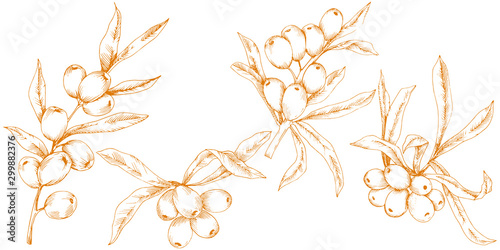 Orange hippophae plant. Vector icon on white background.