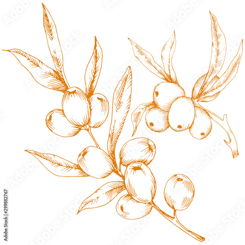 Orange hippophae plant. Vector icon on white background.