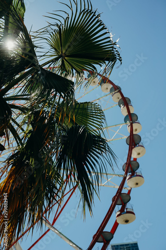 palm trees against blue sky