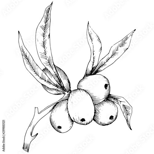 Hippophae plant vector icon on white background.