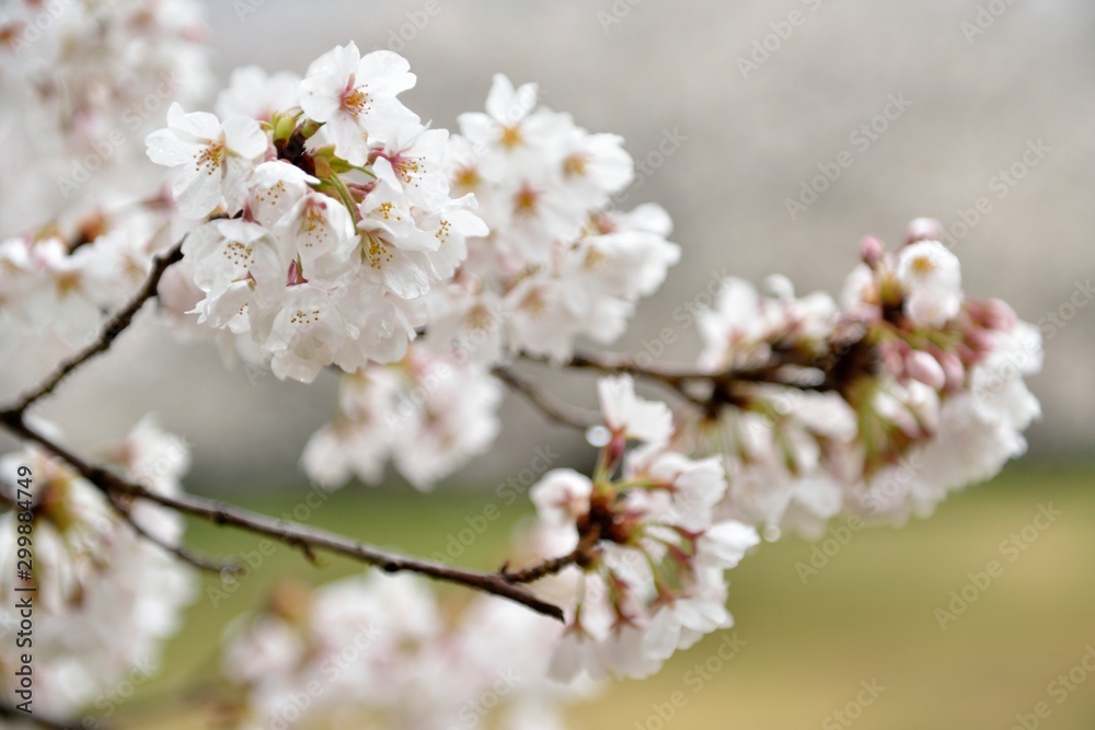 桜