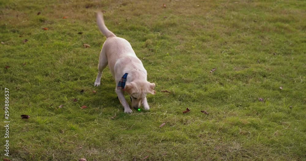 Funny dog playing with laser dot outdoor on the lawn happy dog Labrador playing trying to catch laser light dot fun Funny dog playing with laser dot outdoor on the lawn happy dog Labrador playing trying to catch laser light dot fun