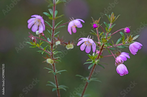 Bauera rubioides - dog rose - pink flower photo