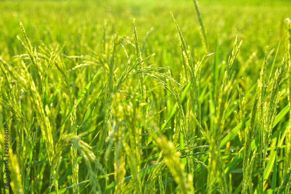 Green rice fields in the fertile agricultural with a soft tone in the morning. Green rice fields in the fertile agricultural with a soft tone in the morning.