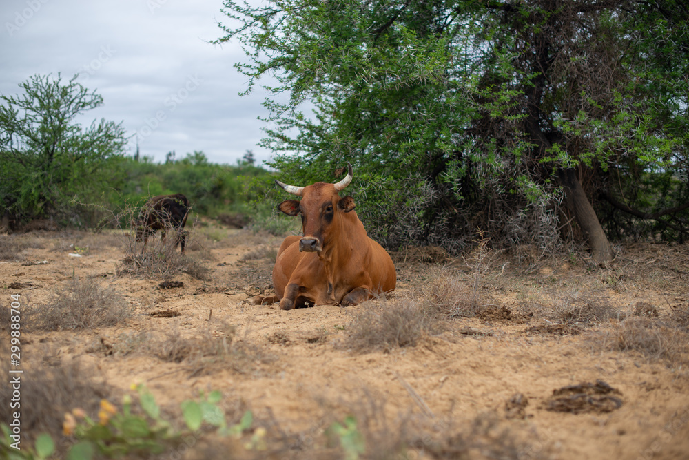 Fototapeta premium Cattle resting in dry terrain