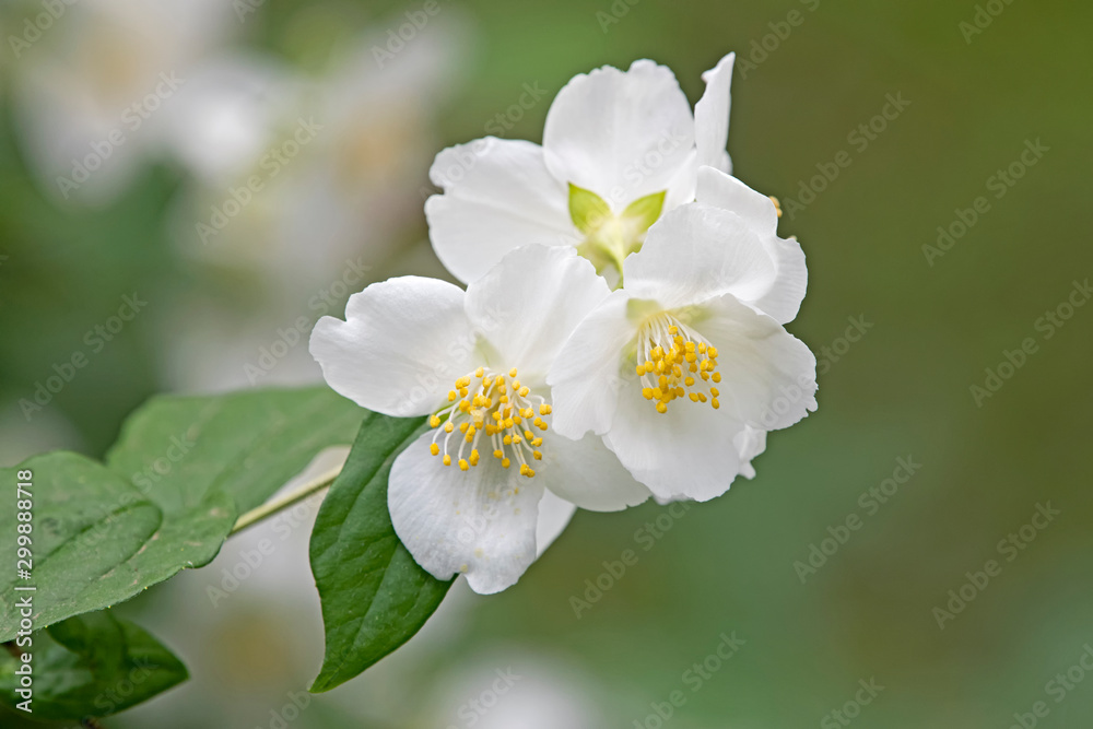 Philadelphus Plant - Starbright -white flower Philadelphus Plant - Starbright -white flower