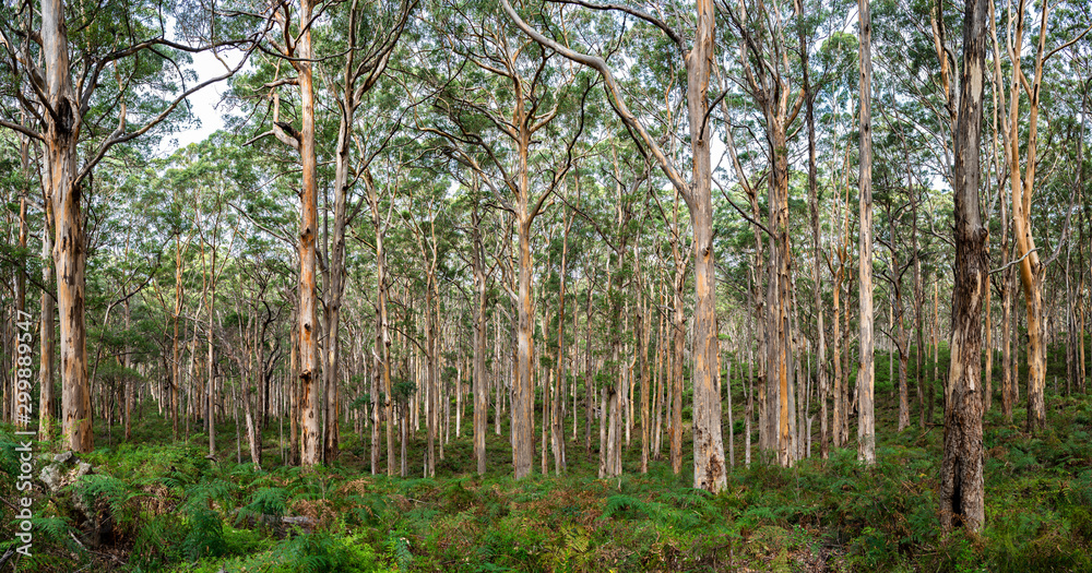 Fototapeta premium Boronup Forest