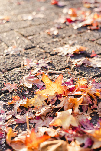 Colorful autumn leaves on the pavement.