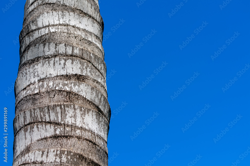 Coconut Palm Tree Close Up in Oahu, Hawaii