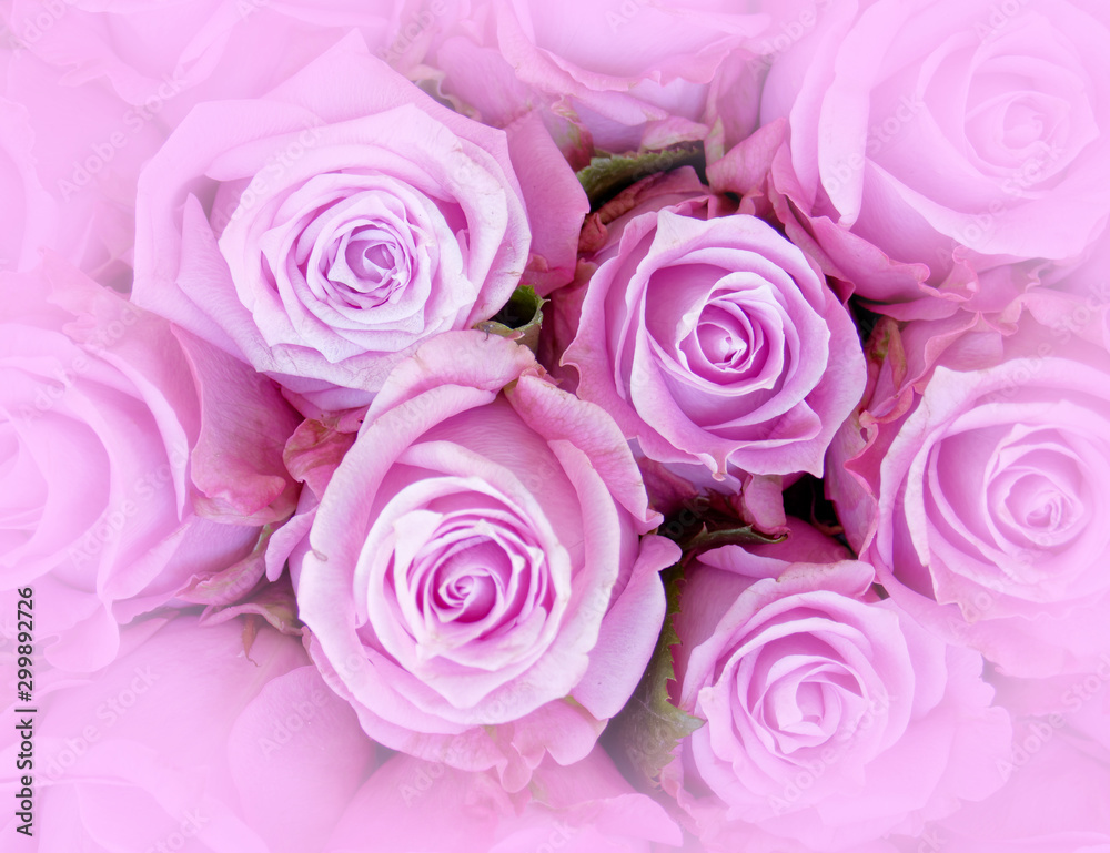 colorful violet roses bouquet top view, soft and airy natural background colorful violet roses bouquet top view, soft and airy natural background