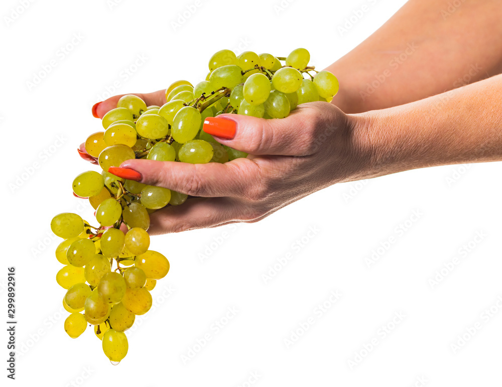 bunch of ripe green grapes in hands bunch of ripe green grapes in hands