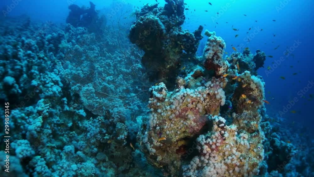 Beautiful unique sea floor on a background of bright transparent water. Swimming in world of colorful beautiful wildlife of corals reefs. Inhabitants in search of food. Abyssal relax diving. Beautiful unique sea floor on a background of bright transparent water. Swimming in world of colorful beautiful wildlife of corals reefs. Inhabitants in search of food. Abyssal relax diving.