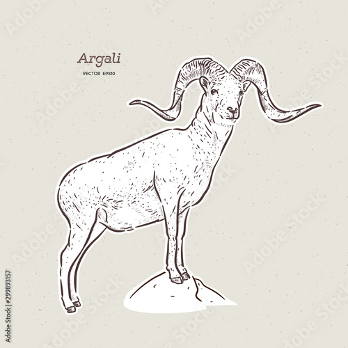 The argali, or the mountain sheep (species Ovis ammon), hand draw sketch vector.