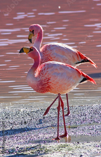 James flamingos (Phoenicoparrus jamesi) against the pink water of Laguna Colorado, Salar de Uyuni, Bolivia photo