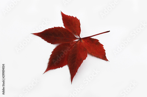 Red autumn leaves of wild grape close-up. Isolated over white background.
