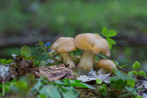 Edible mushrooms with excellent taste, Calocybe gambosa