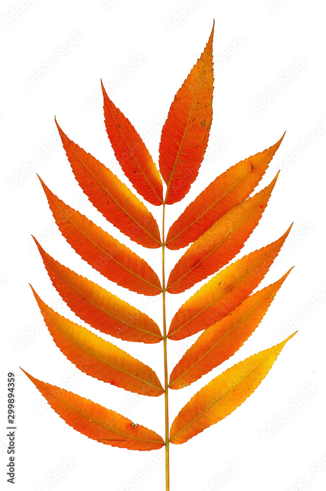 Autumn branch of a decorative sumac tree with orange leaves. Isolated on a white background. Template for designer Autumn branch of a decorative sumac tree with orange leaves. Isolated on a white background. Template for designer