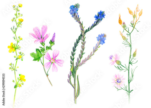 Botanical sketches of wild grasses and flowers