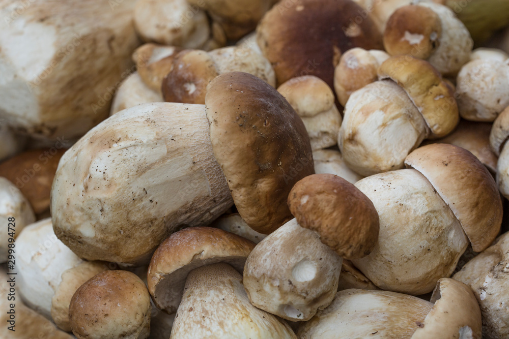 big and little boletus (Boletus edulis Bull) as background. big and little boletus (Boletus edulis Bull) as background.