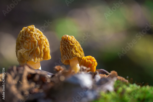 Early morel fungus (Verpa bohemica)