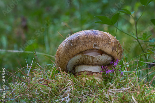 Catathelasma imperiale - rare edible mushroom. Photo has been taken in the natural forest background.
