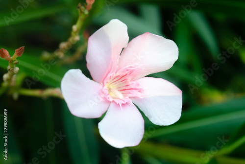 This is pink flower. it is flower blooming