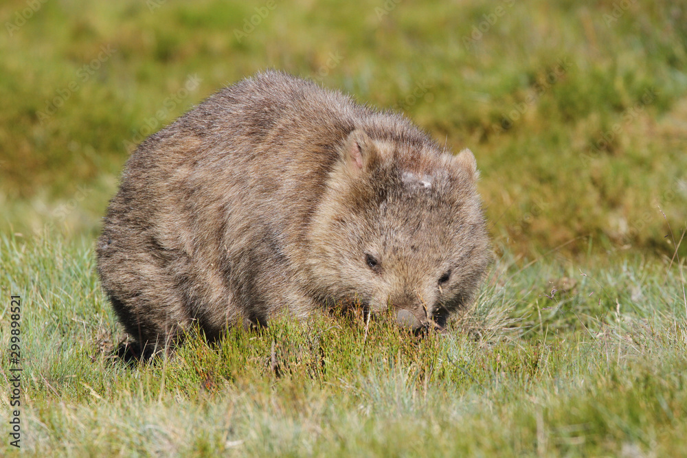Common wombat (Vombatus ursinus) in the wild at Cradle Mountain Common wombat (Vombatus ursinus) in the wild at Cradle Mountain