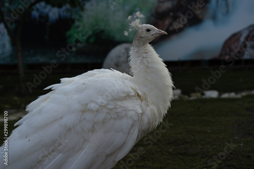 Peacock in a zoo cage © Nariman