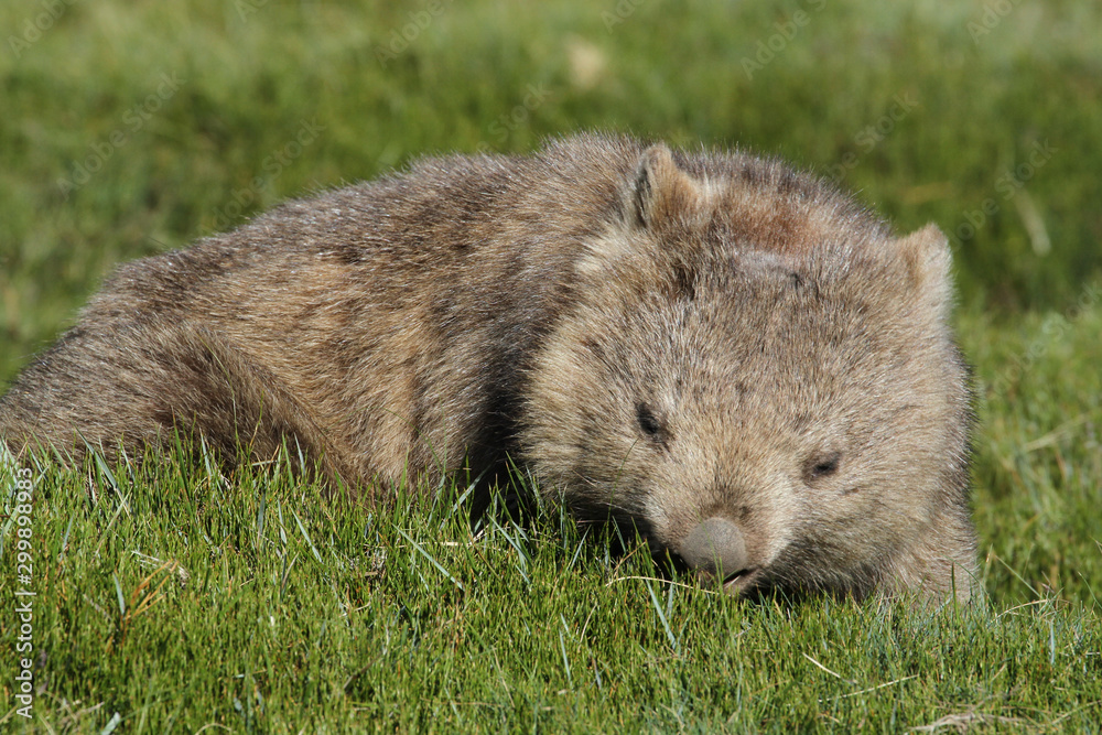 Common wombat (Vombatus ursinus) in the wild at Cradle Mountain Common wombat (Vombatus ursinus) in the wild at Cradle Mountain