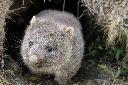 A common wombat (Vombatus ursinus) baby (joey) coming out of its burrow in the grassland - Cradle Mountain, Tasmania Australia photo