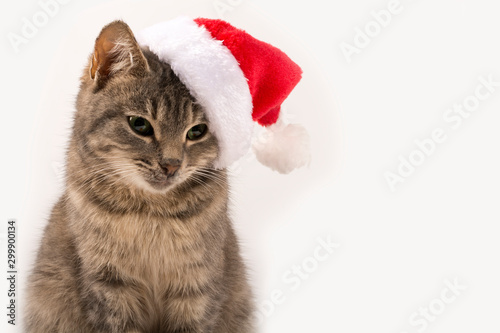 Cat in Santa's hat close-up. New Year, Christmas cat on a white isolated background, for postcard, banner. Front view, place for text, Copy space. © Fordvika