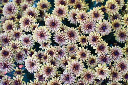 chrysanthemums in the garden. flowers background