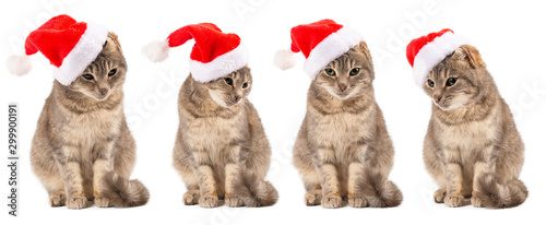 set Cat in Santa's hat close-up. New Year, Christmas cat on a white isolated background, for postcard, banner. Front view, place for text, Copy space.