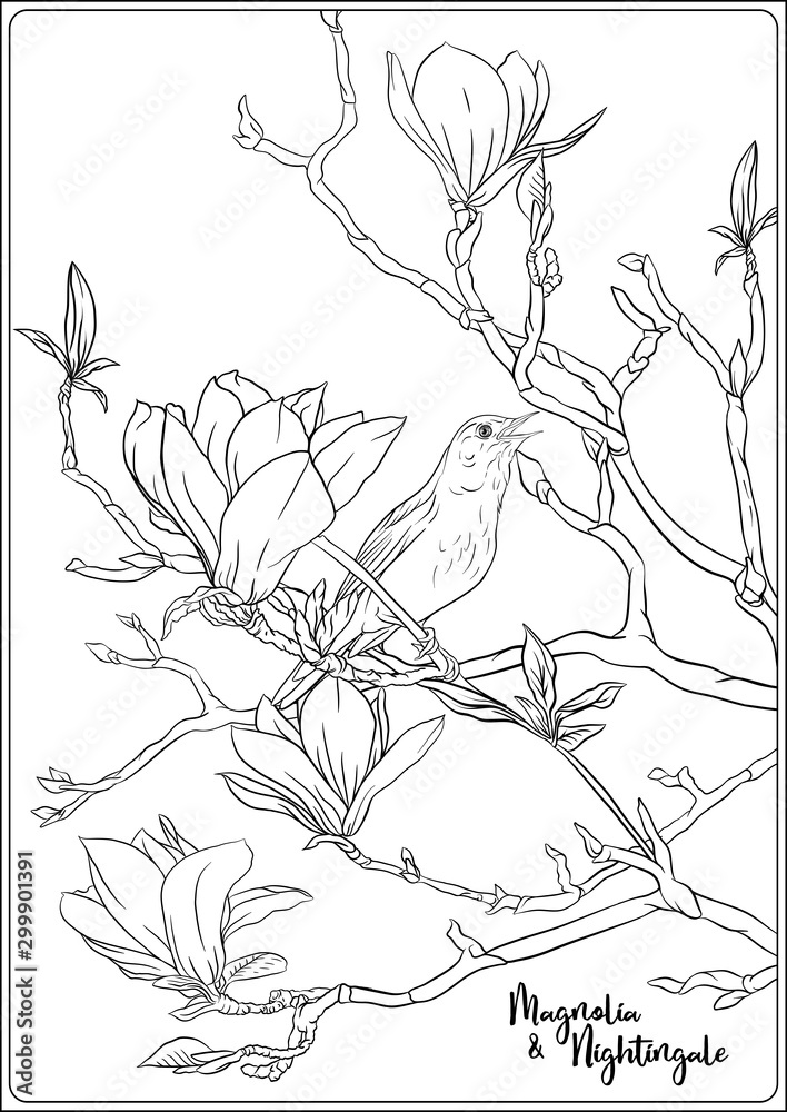 Magnolia tree branch with flowers and nightingale Coloring page for the ...