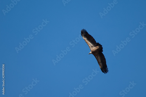 Griffon vulture  Gyps fulvus  in flight. Revilla. Pyrenees. Huesca. Aragon. Spain.