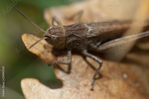 Grasshopper (Chorthippus sp.) (biguttulus-group). Male. Escuain Valley. Ordesa and Monte Perdido National Park. Pyrenees. Huesca. Aragon. Spain. © Víctor