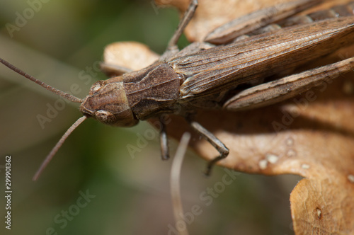 Grasshopper (Chorthippus sp.) (biguttulus-group). Male. Escuain Valley. Ordesa and Monte Perdido National Park. Pyrenees. Huesca. Aragon. Spain.