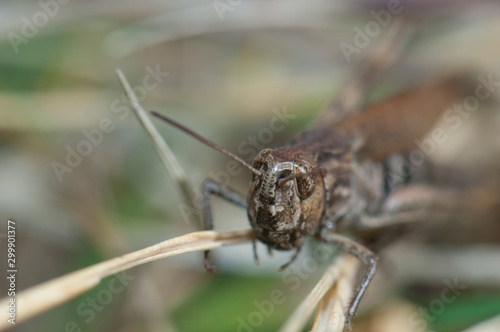 Grasshopper (Chorthippus sp.) (biguttulus-group). Female. Escuain Valley. Ordesa and Monte Perdido National Park. Pyrenees. Huesca. Aragon. Spain.