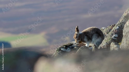 Mountain hare, Lepus timidus, on a frosty colourful autumn morning during October, cleaning, grooming and watching on a slope in the cairngorm national park Scotland.