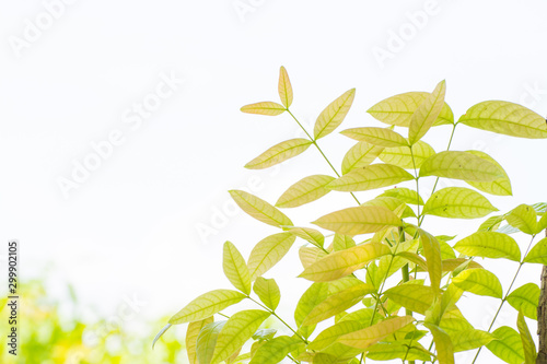 green leafs and white background