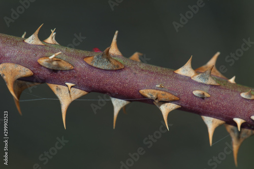 Branch of dog rose (Rosa canina). Natural Park of the Mountains and Canyons of Guara. Huesca. Aragon. Spain.