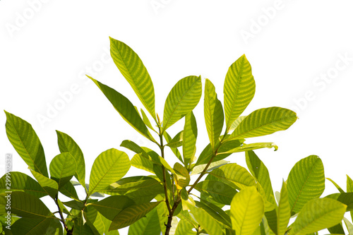Green leafs isolate