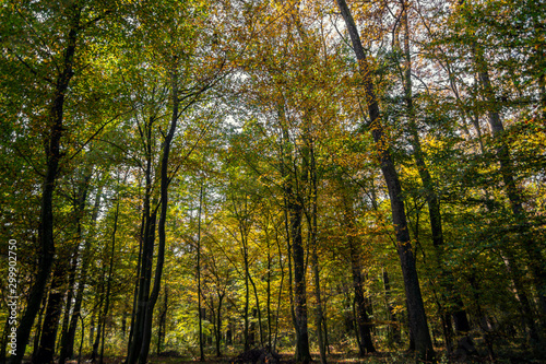 Beautiful autumn in Lug forest near Bjelovar