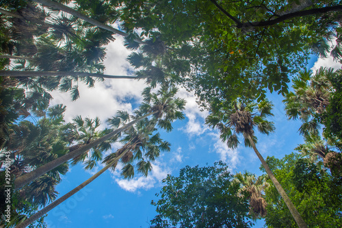 Tree and blue sky for background