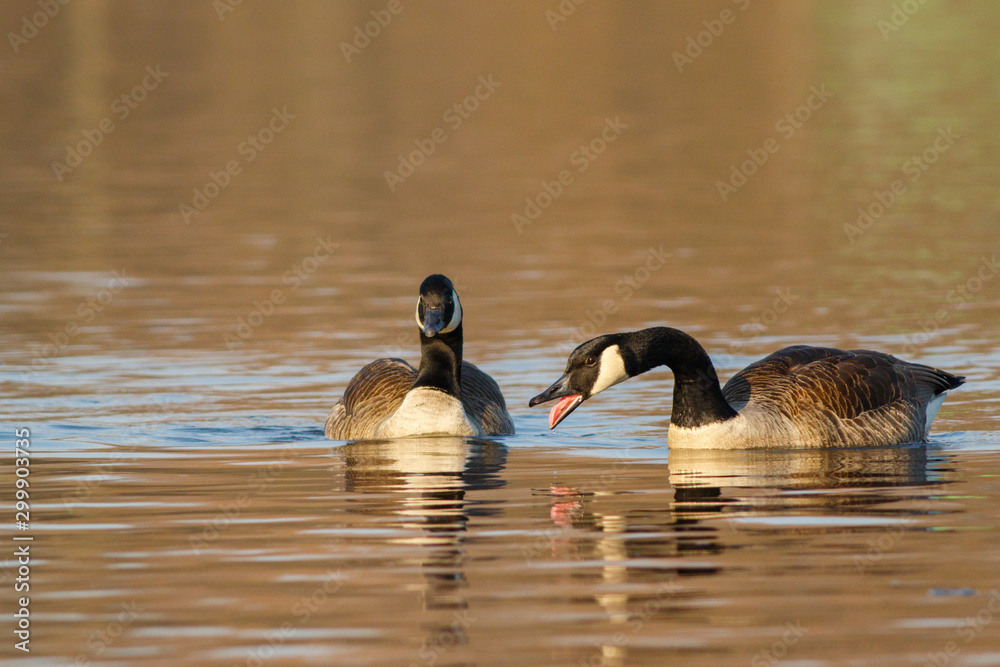 Bernikla kanadyjska (Branta canadensis) - obrazy, fototapety, plakaty 