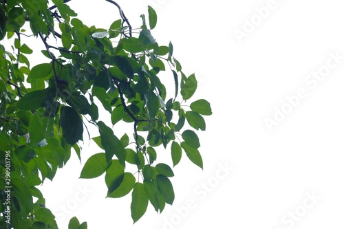 A bunch of tropical plant with leaves branches on white isolated background for green foliage backdrop 